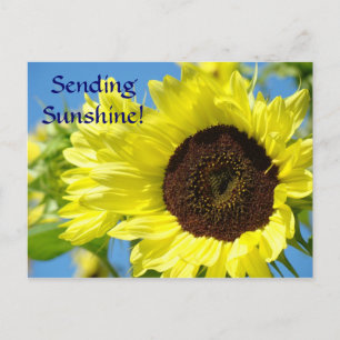 Cartes postales de tournesols ENVOI DE SOLEIL ! Bo