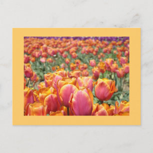 Cartes postales de tulipes colorées personnalisées
