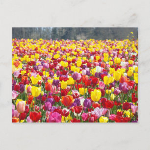 Cartes postales de tulipes fleurs Printemps Tulipe