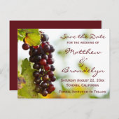 Cartes postales de vignoble de raisins de cave à v (Devant / Derrière)