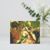 Cartes postales de voyage 65 (Debout devant)