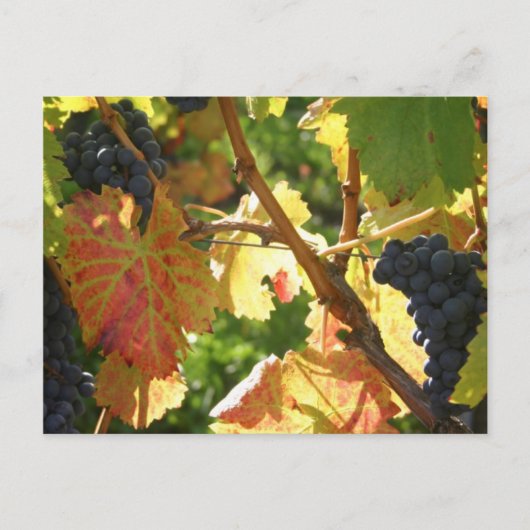 Cartes postales de voyage 65 (Devant)