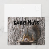 Cartes postales d'écureuil (Devant / Derrière)