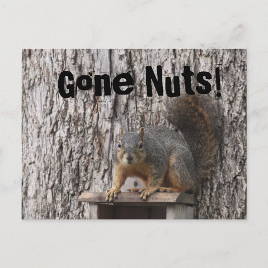 Cartes postales d'écureuil (Devant)