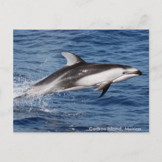 Cartes postales dégrossies blanches Pacifiques de
