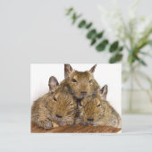 Cartes postales Degu Trio (Debout devant)