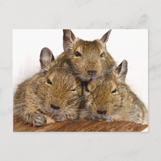 Cartes postales Degu Trio (Devant)