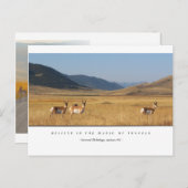 Cartes Postales d'Élan Dans Un Champ (Devant / Derrière)