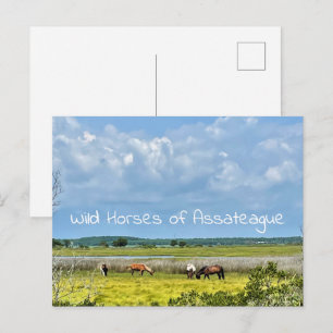 Cartes postales des Chevaux sauvages d'Assateague