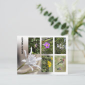 Cartes postales des fleurs de Chypre (Debout devant)