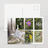 Cartes postales des fleurs de Chypre (Devant / Derrière)