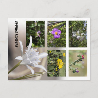 Cartes postales des fleurs de Chypre