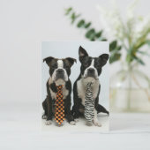 Cartes postales des frères Boston (Debout devant)