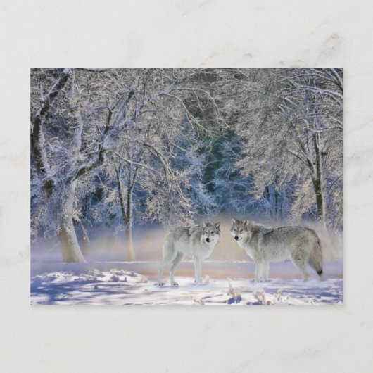 Cartes postales des loups de Yellowstone (Devant)