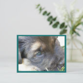 Cartes postales des yeux de chiot (Debout devant)