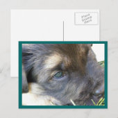 Cartes postales des yeux de chiot (Devant / Derrière)