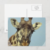Cartes postales design Giraffe (Devant / Derrière)