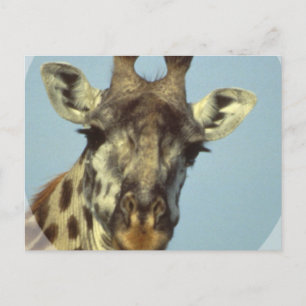 Cartes postales design Giraffe