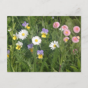 Cartes postales DIY avec pensées, marguerites et f