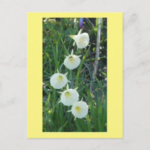 Cartes postales DIY Jonquilles blanches Arctic Bel