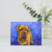 Cartes postales Dogue de Bordeaux (Debout devant)