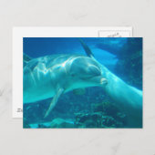 Cartes postales Dolphins Joueuses (Devant / Derrière)