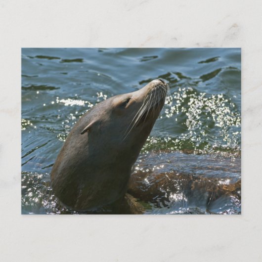 Cartes postales d'otaries (Devant)