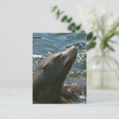 Cartes postales d'otaries (Debout devant)