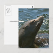 Cartes postales d'otaries (Devant / Derrière)