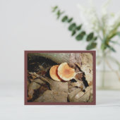 Cartes postales Double Orange Champignons (Debout devant)