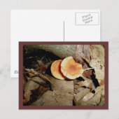 Cartes postales Double Orange Champignons (Devant / Derrière)