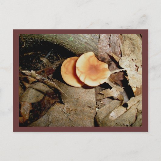 Cartes postales Double Orange Champignons (Devant)