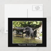 Cartes postales d'ours noir (Devant / Derrière)