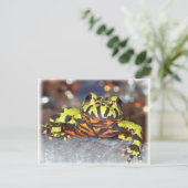 Cartes postales Drago Oriental Fire Belly Toe (Debout devant)