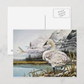 Cartes postales du cygne trompette (Devant / Derrière)
