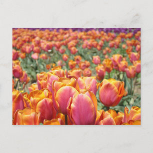 Cartes postales du Festival des fleurs de tulipes