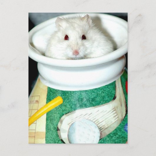 Cartes postales du Hamster de la Maison Blanche (Devant)