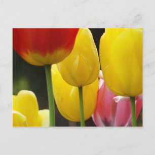 Cartes postales du jardin de fleurs de tulipes Cou