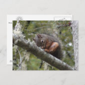 Cartes postales du membre de l'arbre (Devant / Derrière)