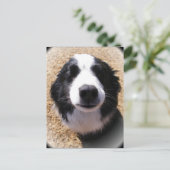 Cartes postales du nez de chien (Debout devant)