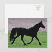 Cartes postales du profil arabe (Devant / Derrière)