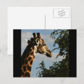 Cartes postales du safari animalier Giraffe (Devant / Derrière)