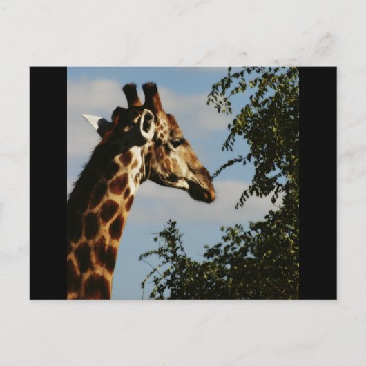 Cartes postales du safari animalier Giraffe (Devant)