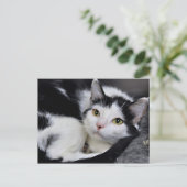 Cartes postales en chats courtes noirs et blancs a (Debout devant)