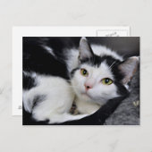 Cartes postales en chats courtes noirs et blancs a (Devant / Derrière)