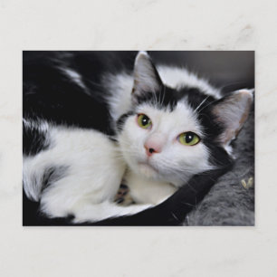 Cartes postales en chats courtes noirs et blancs a