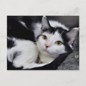 Cartes postales en chats courtes noirs et blancs a (Devant)