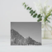 cartes postales en chaume (Debout devant)