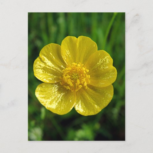 Cartes postales en coupe-beurre (Devant)