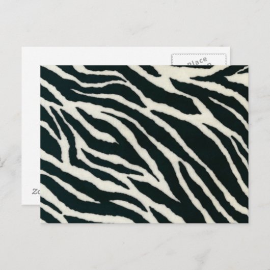 Cartes postales en noir et blanc Zebra (Devant / Derrière)